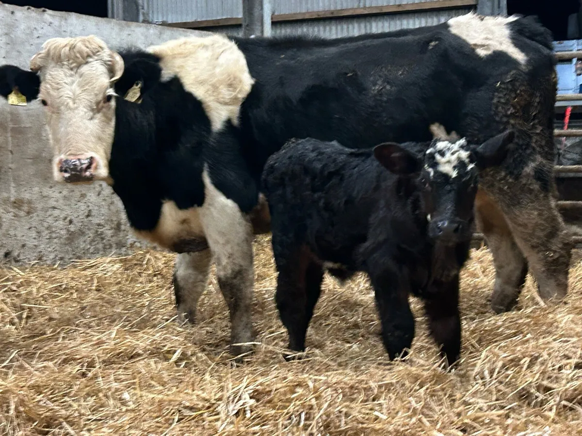 First calved heifer and heifer calf - Image 1
