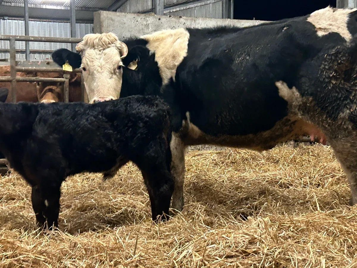 First calved heifer and heifer calf - Image 2