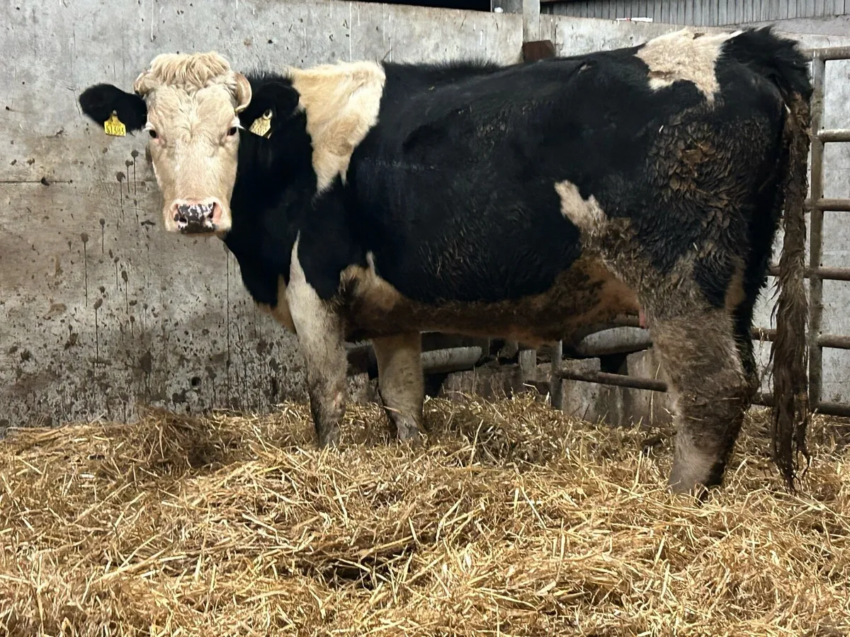 First calved heifer and heifer calf - Image 4