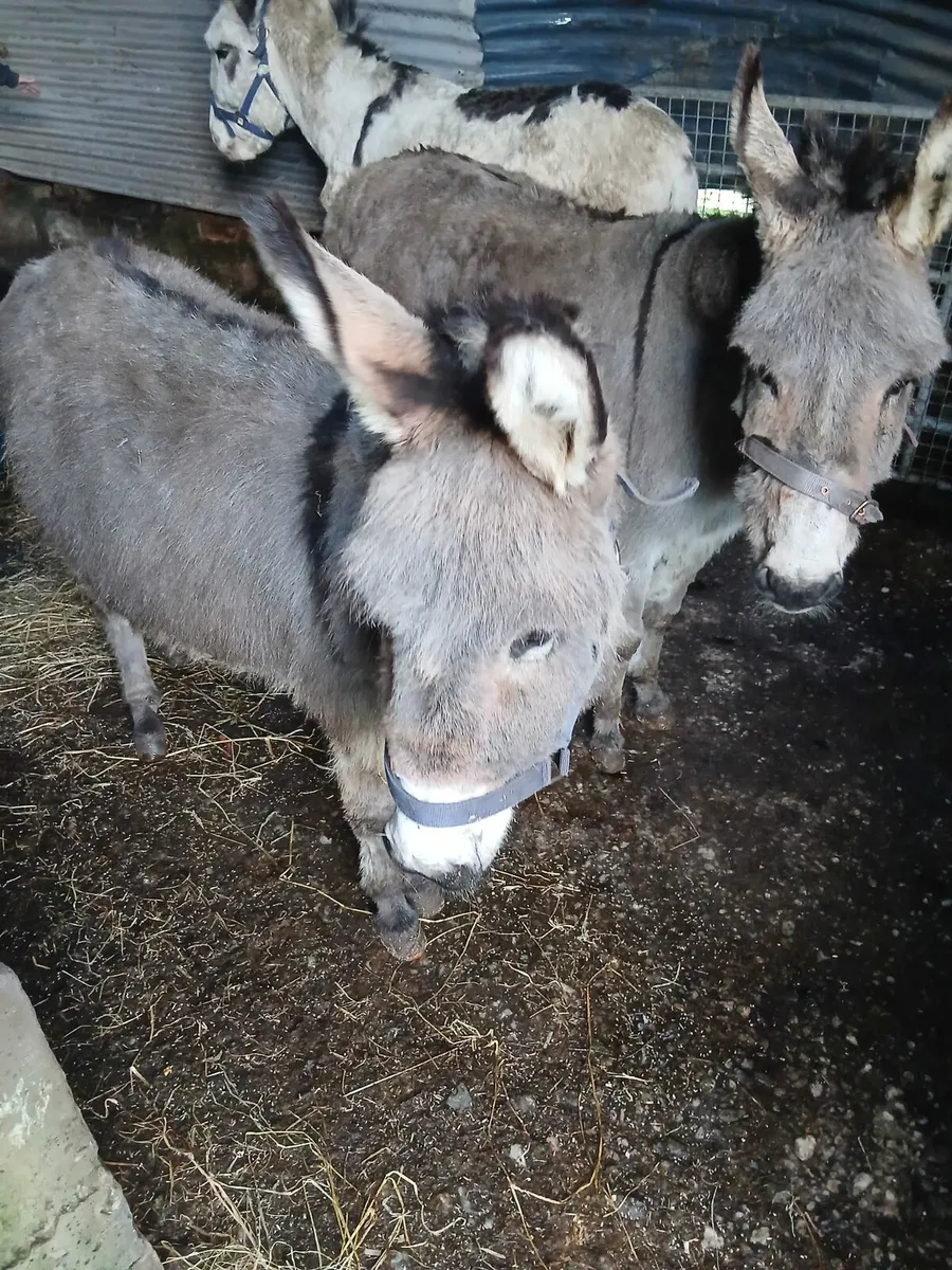 Mare donkey. Passported...in foal coloured stallio - Image 2