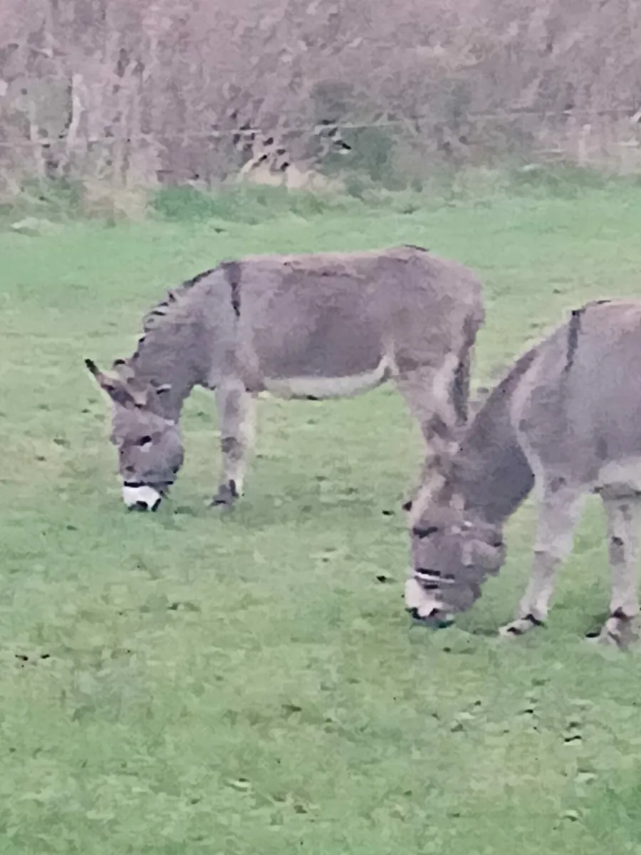 Mare donkey. Passported...in foal coloured stallio - Image 3