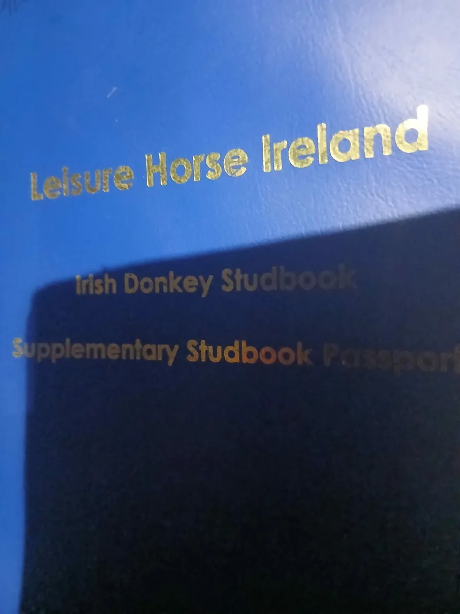 Mare donkey. Passported...in foal coloured stallio - Image 4