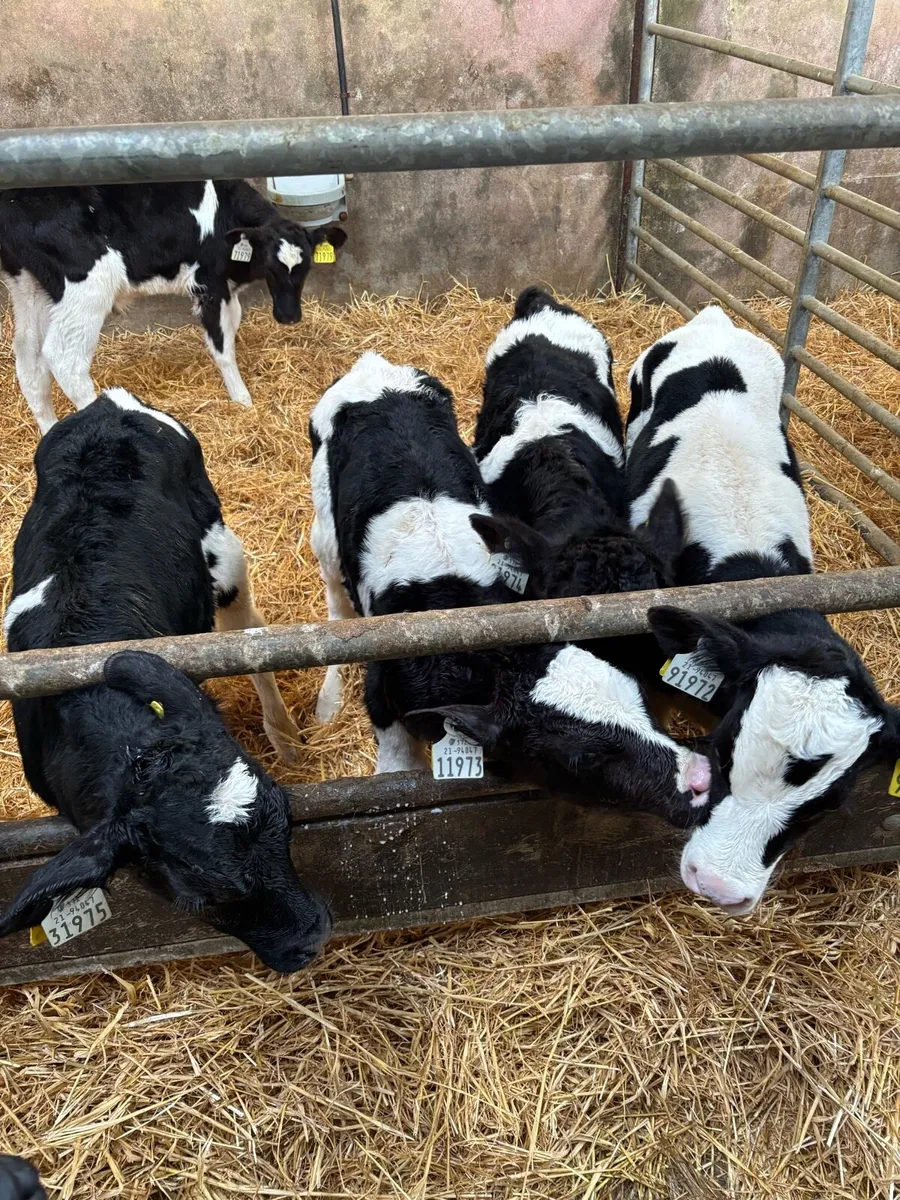 20 Friesian Bull Calves - Image 2