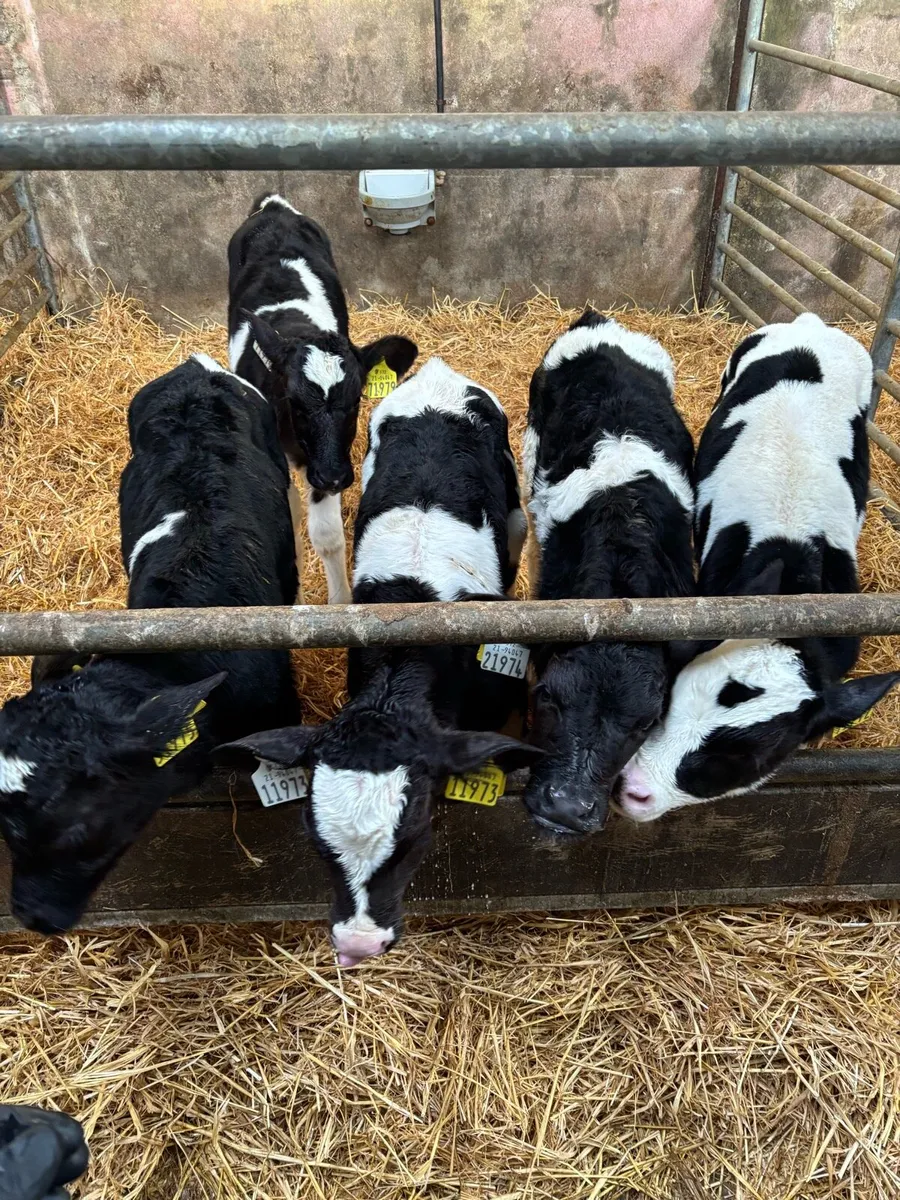 20 Friesian Bull Calves - Image 3