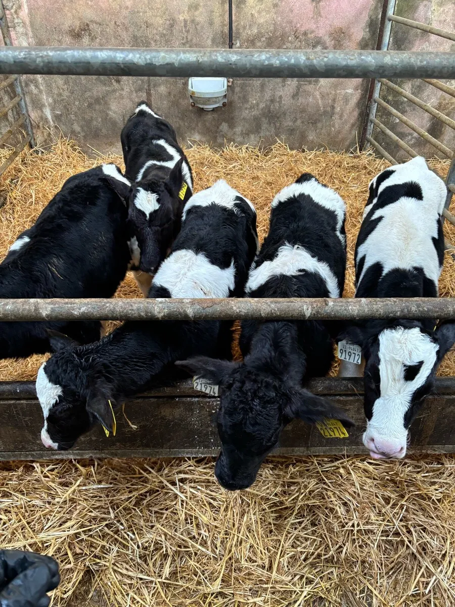 20 Friesian Bull Calves - Image 4