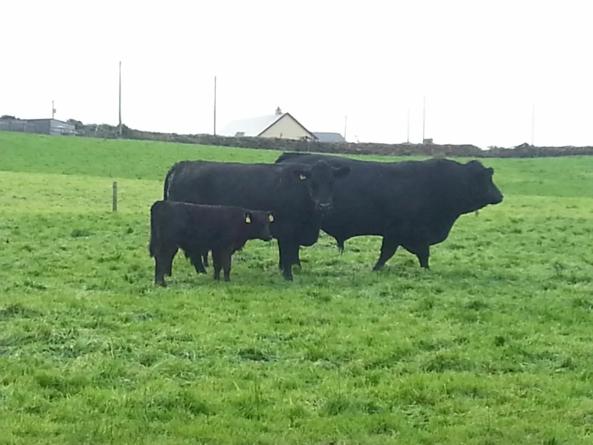 Angus Bulls - Image 2