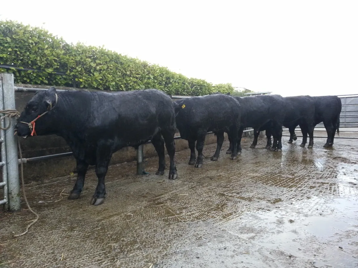 Angus Bulls - Image 4