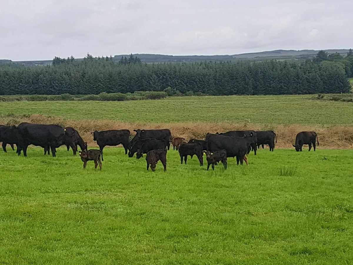 Angus Bulls - Image 3