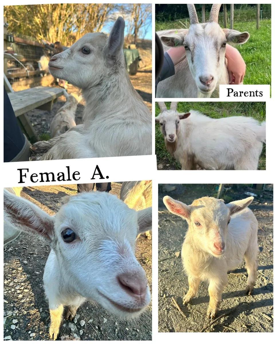 Pygmy kid goats - Image 2