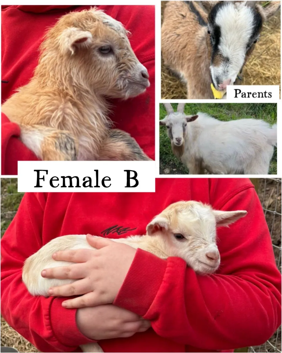 Pygmy kid goats - Image 3