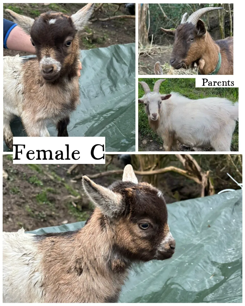 Pygmy kid goats - Image 4