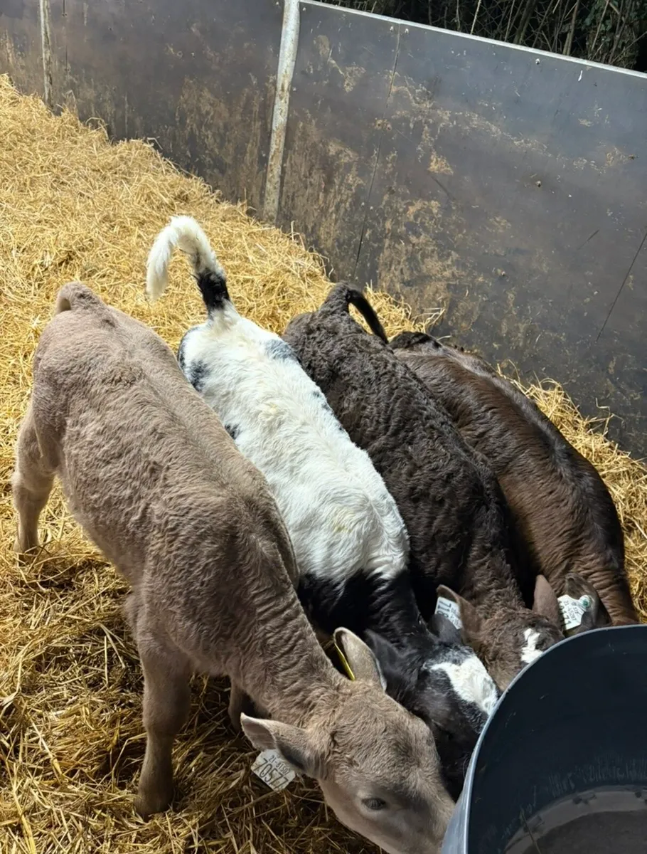 4 super continental heifer calves for sale - Image 1