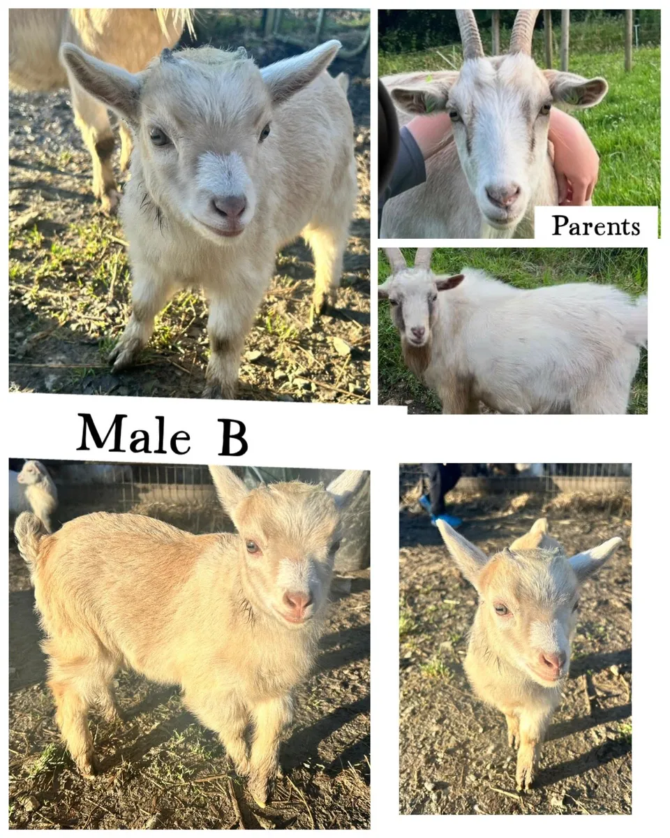 Pygmy kid goats - Image 4