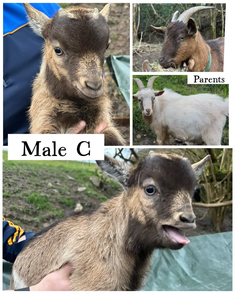 Pygmy kid goats - Image 4
