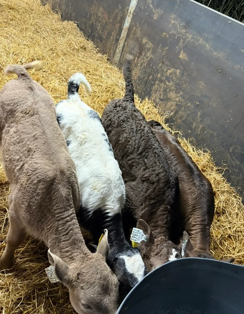 4 super continental heifer calves for sale - Image 4