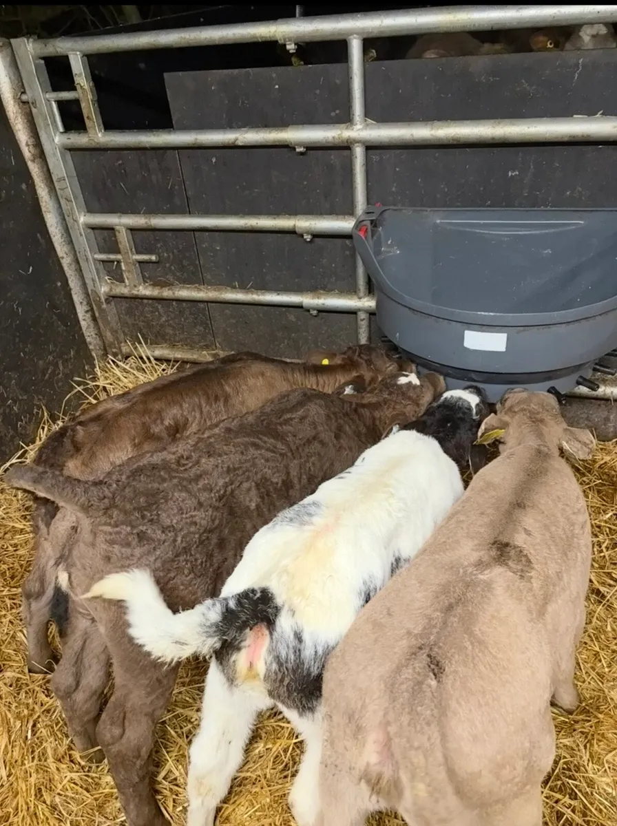 4 super continental heifer calves for sale - Image 2