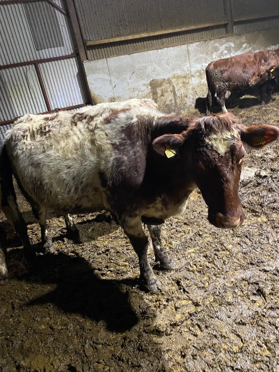 Organic cows - Image 1