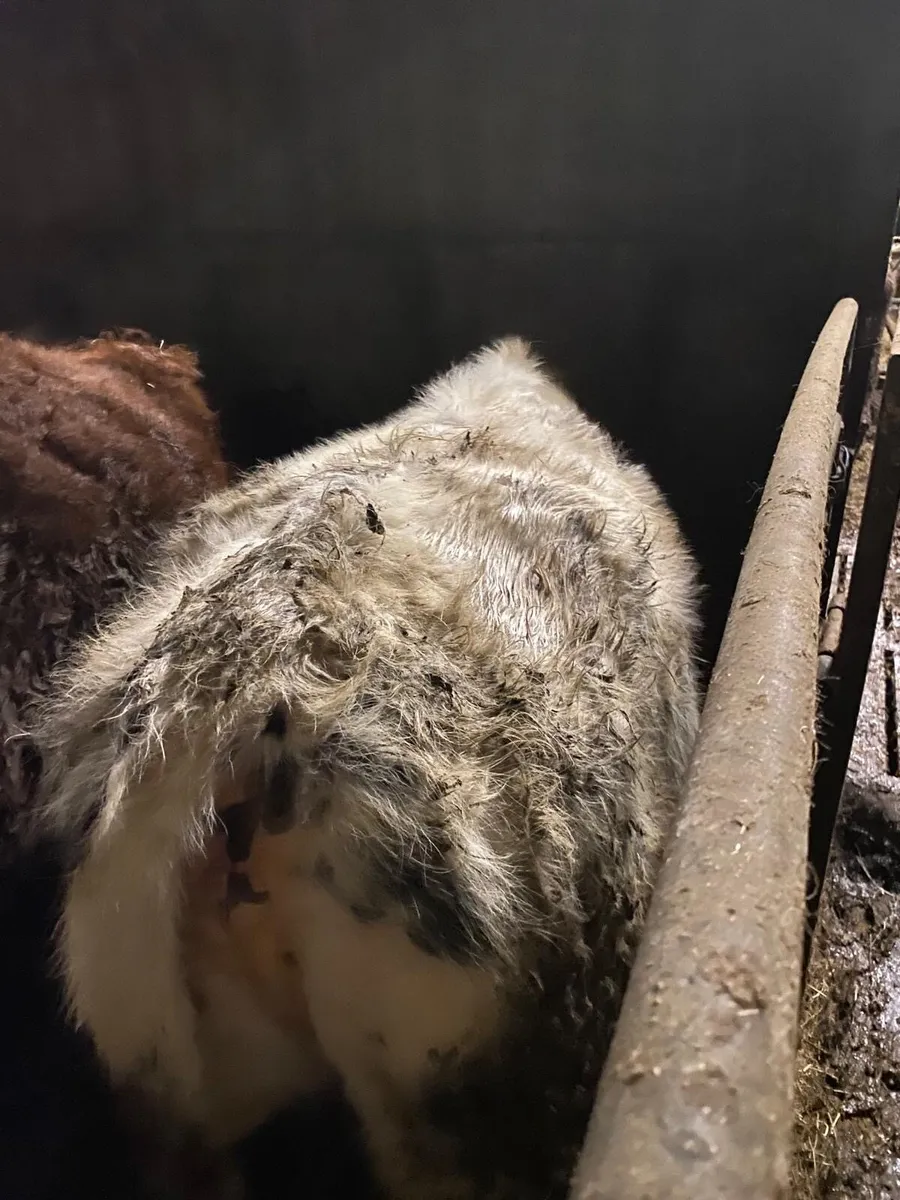 Organic cows - Image 3