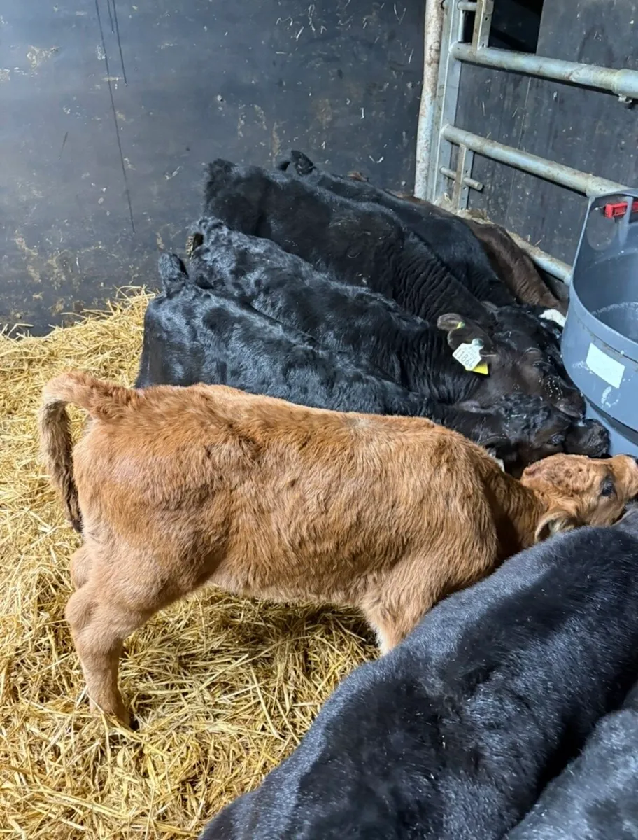9 smashing Angus bull calves - Image 2