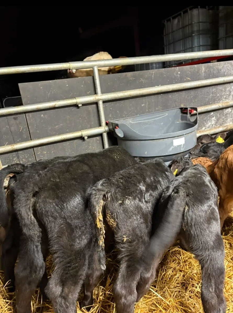 9 smashing Angus bull calves - Image 3