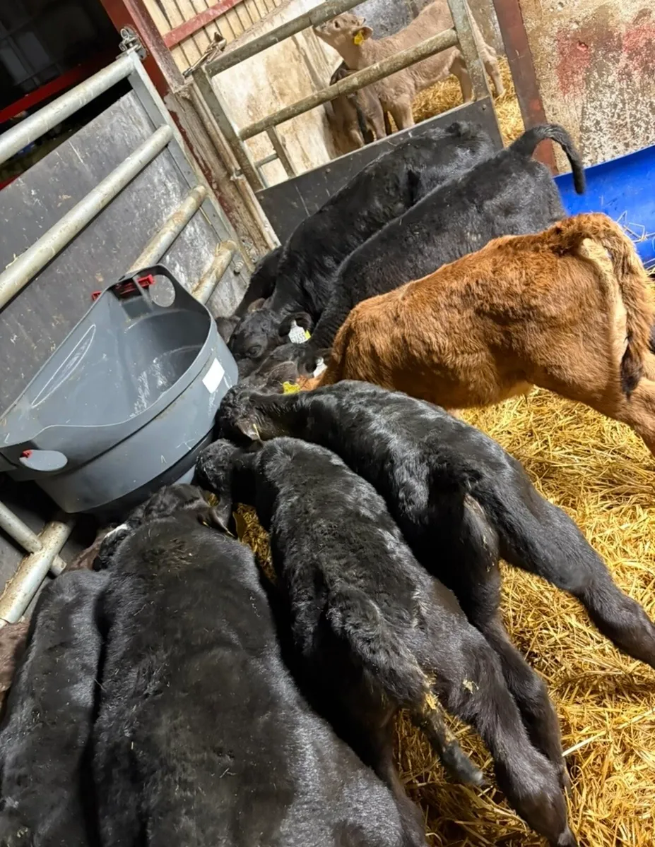 9 smashing Angus bull calves - Image 4