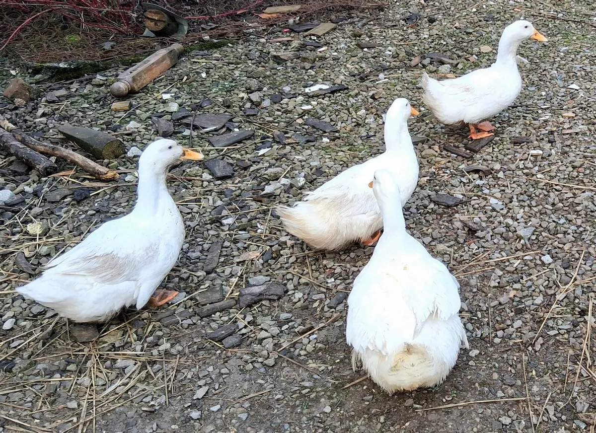 Alsbury ducks - Image 1