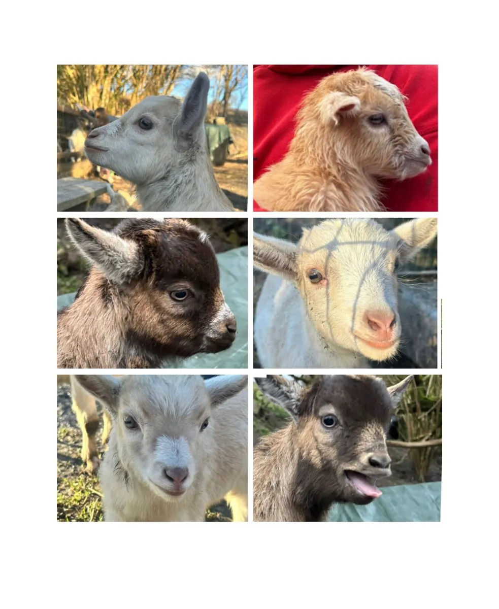 Pygmy kid goats - Image 1