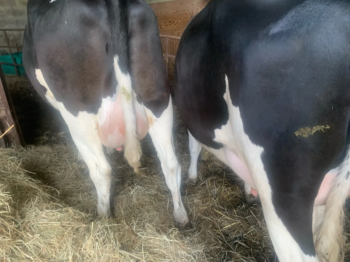 5 freshly carved fresian heifers machine milked - Image 2