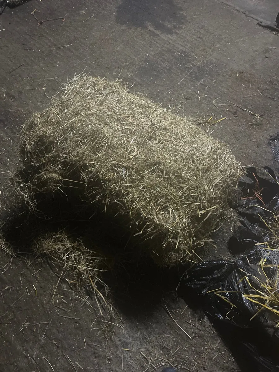 Hay - Image 2