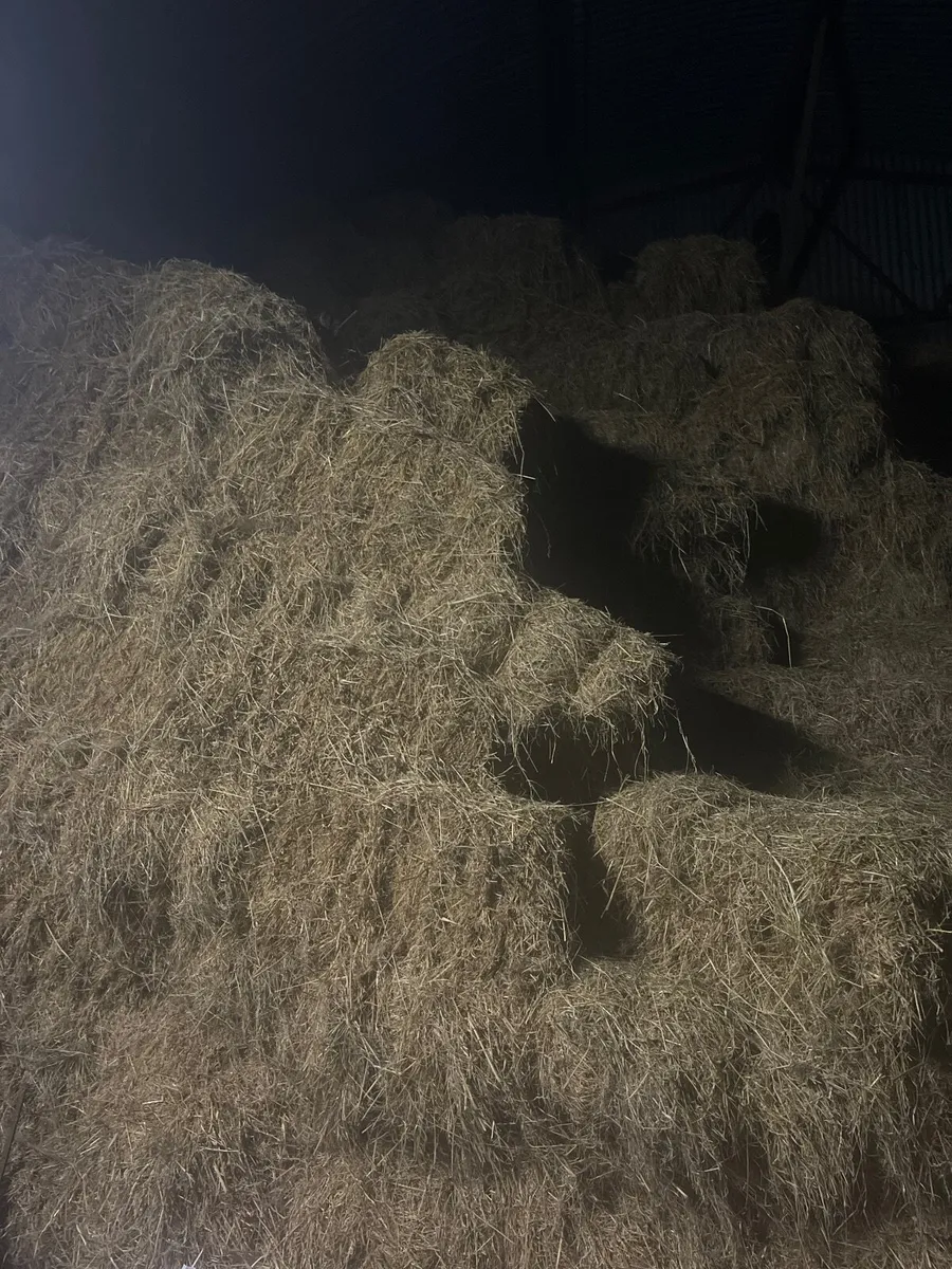 Hay - Image 1