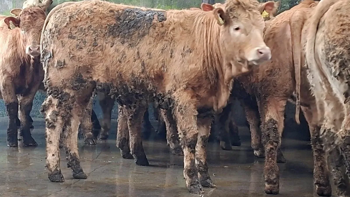 Super u grade chx heifer's - Image 2