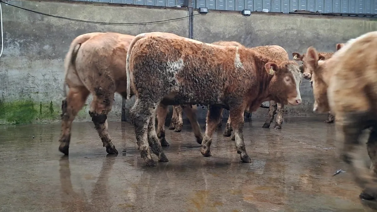 Super u grade chx heifer's - Image 4