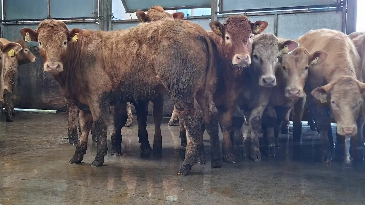 Super u grade chx heifer's - Image 2