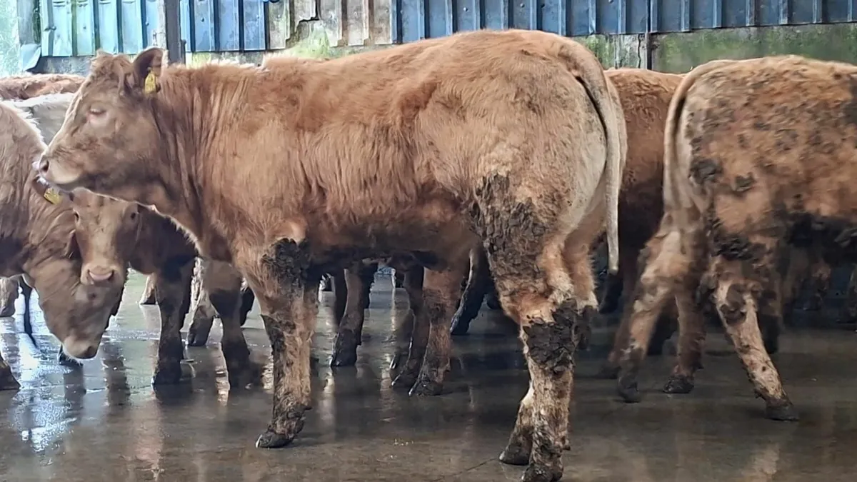 Super u grade chx heifer's - Image 3