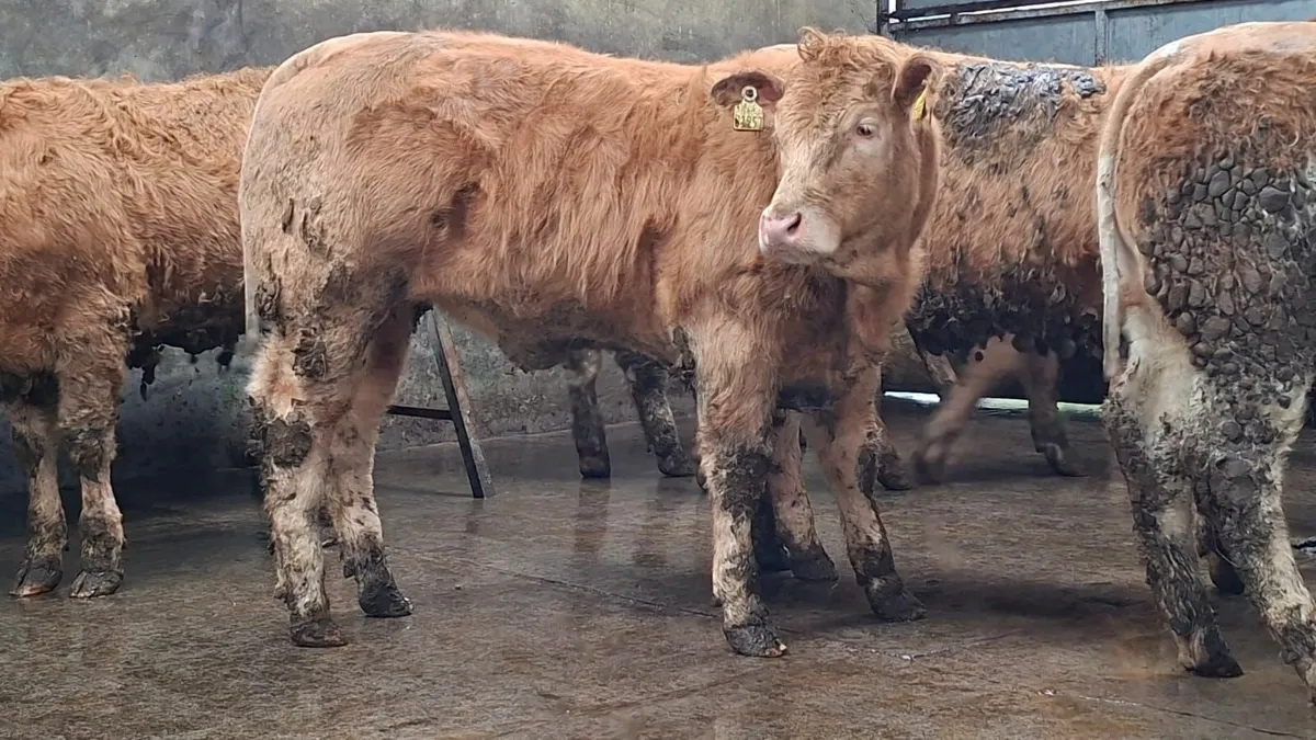 Super u grade chx heifer's - Image 1