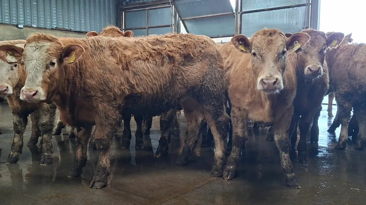 Super u grade chx heifer's - Image 3