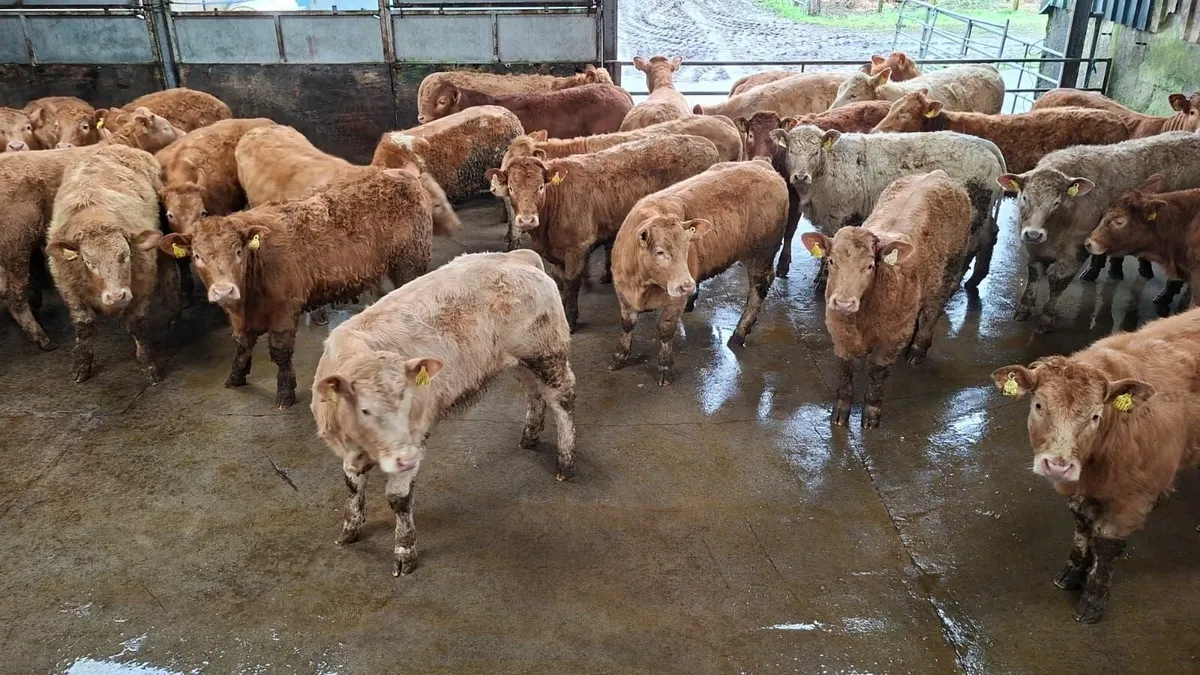 Super u grade chx heifer's - Image 1