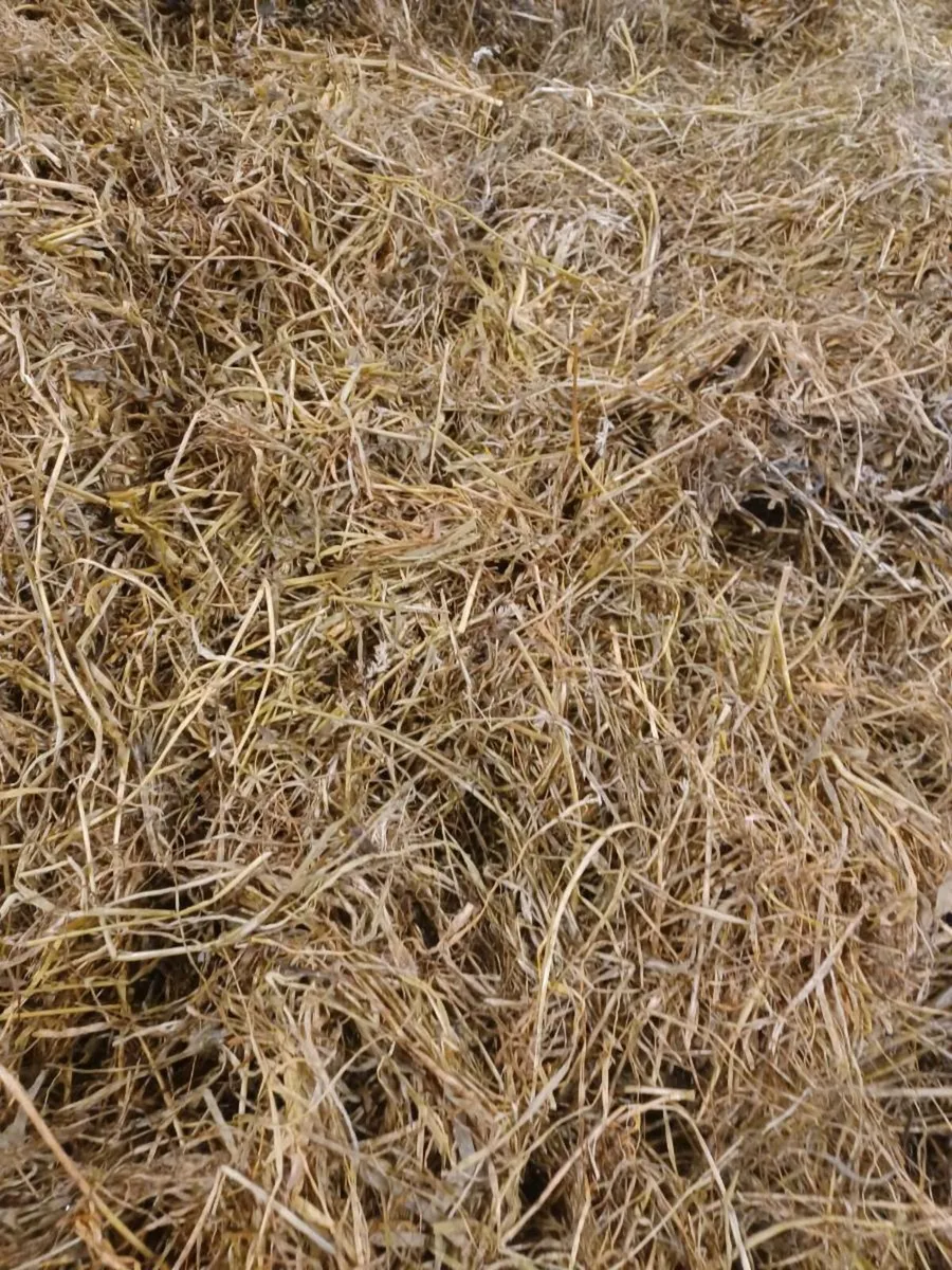 Silage bales for sale - Image 3