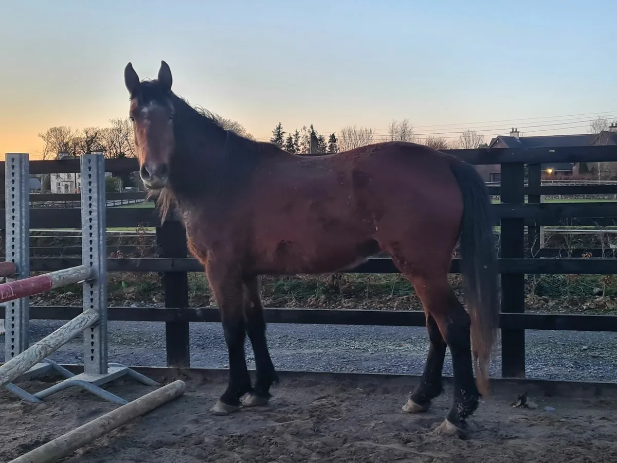 Untouched 4 year old gelding by FSS Correlli Bravo - Image 1