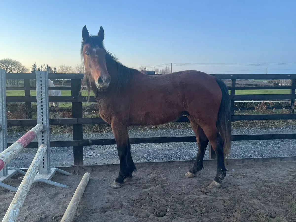 Untouched 4 year old gelding by FSS Correlli Bravo - Image 2