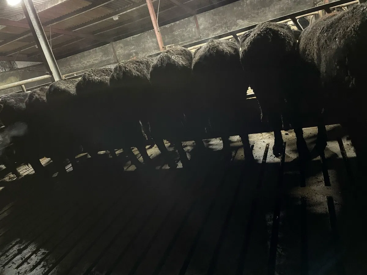 Quality Angus Heifers - Image 1