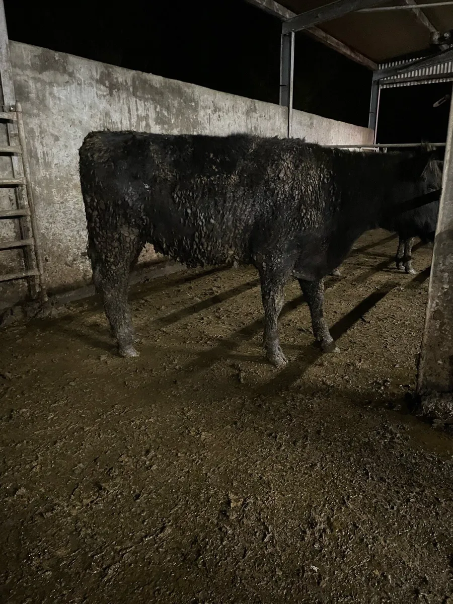 Quality Angus Heifers - Image 3