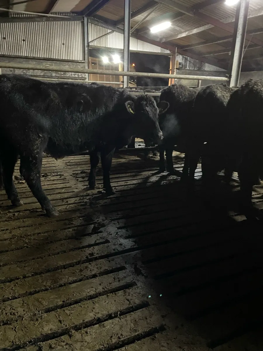 Quality Angus Heifers - Image 4