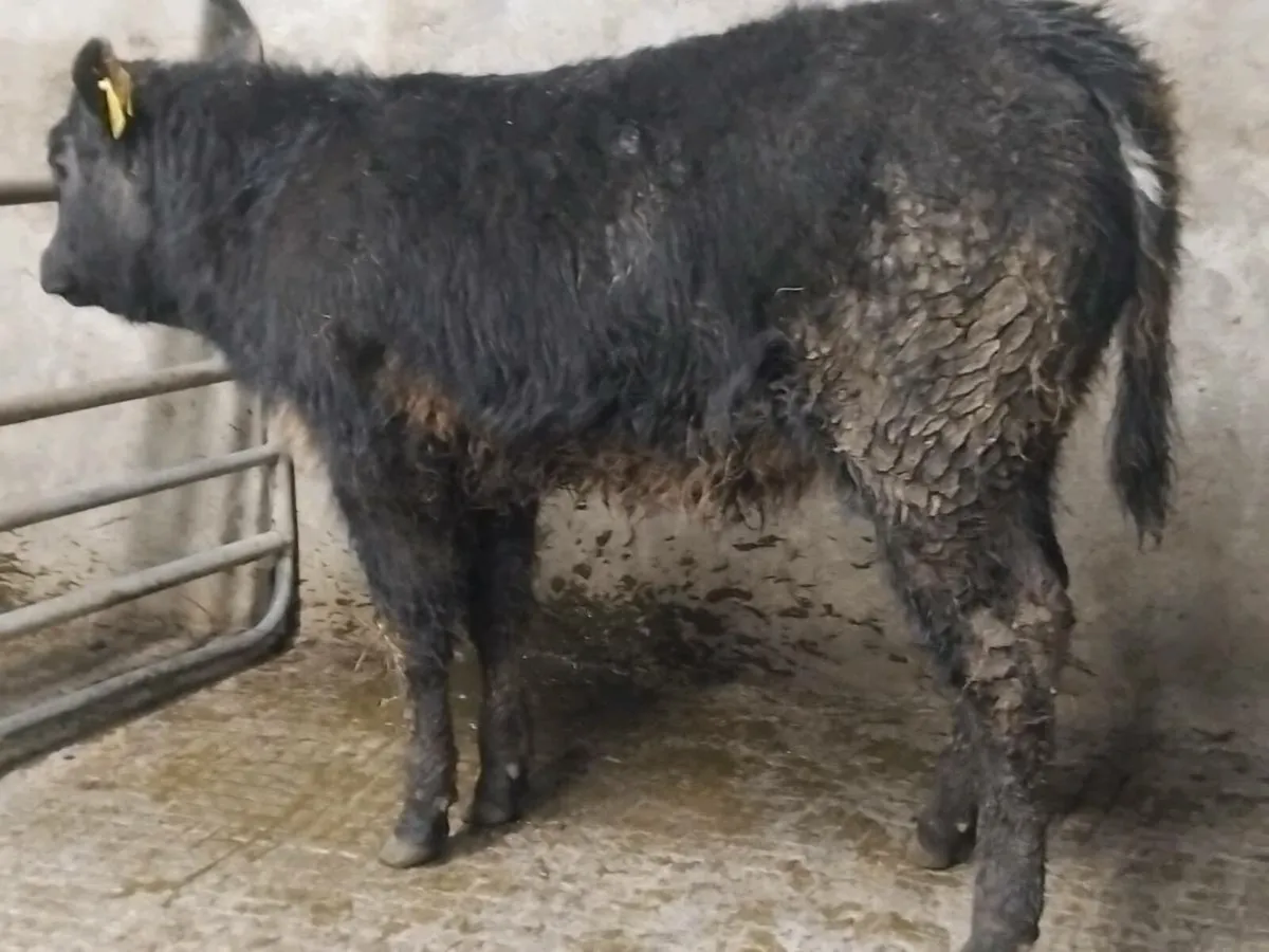 Blue Grey Limousin Weanling Heifer - Image 3