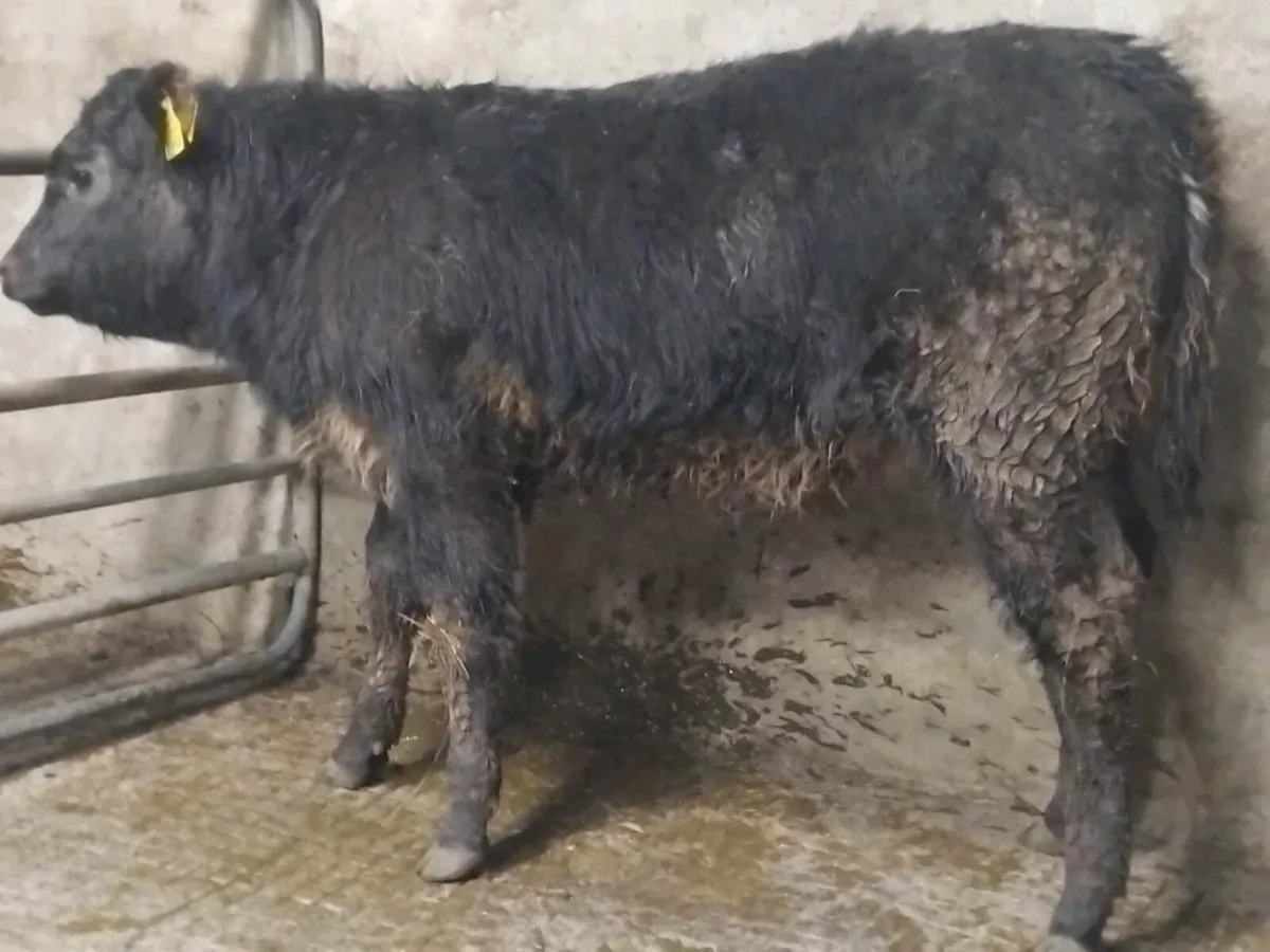 Blue Grey Limousin Weanling Heifer - Image 1
