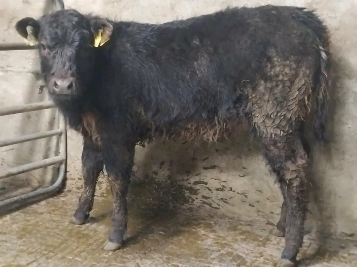 Blue Grey Limousin Weanling Heifer - Image 2