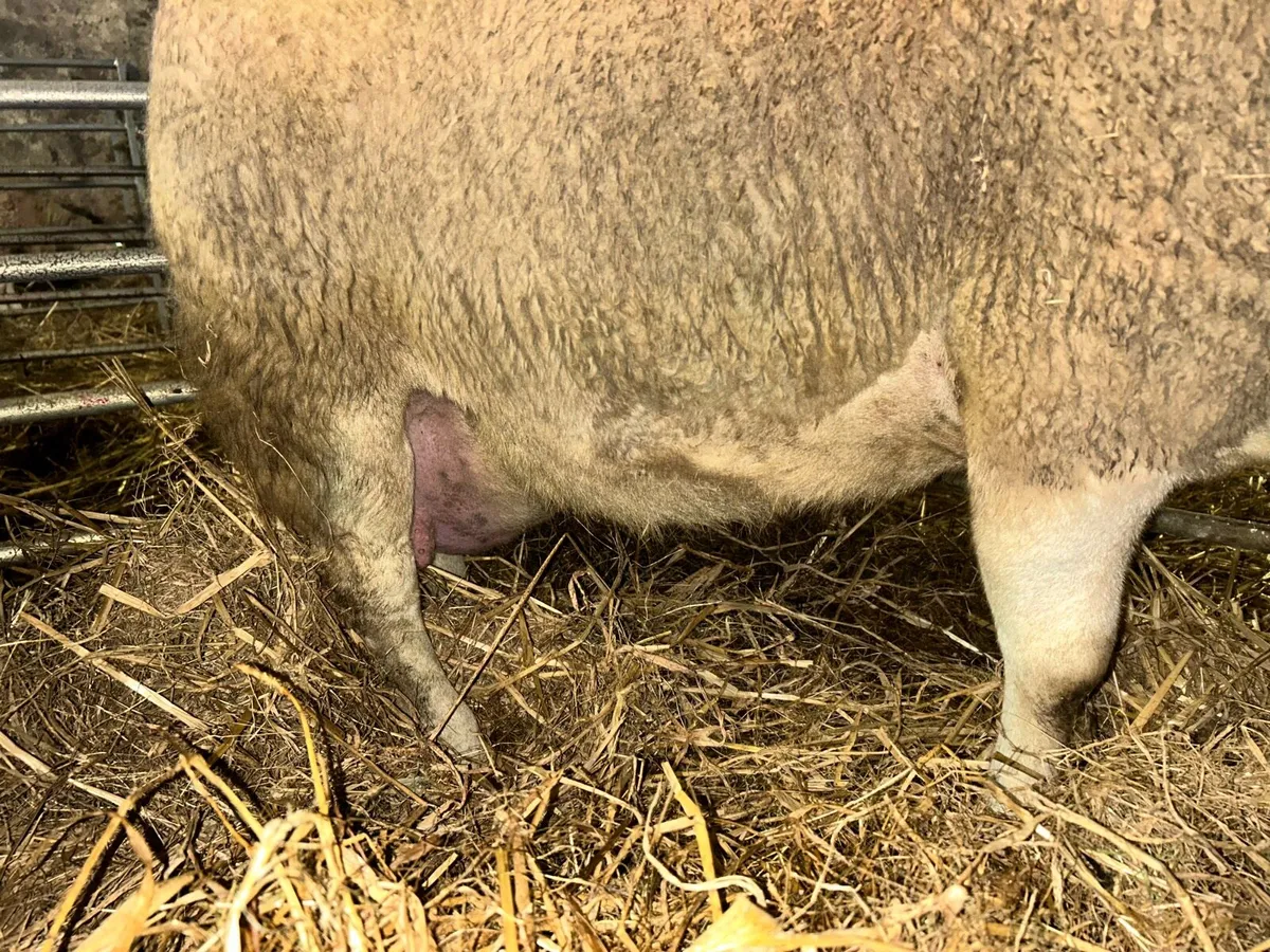 Foster ewe - Image 1