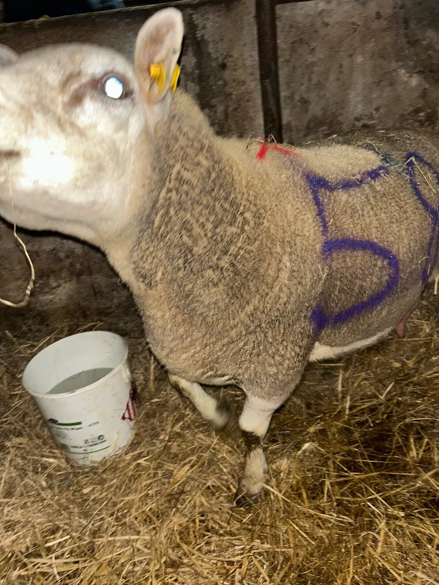 Foster ewe - Image 3