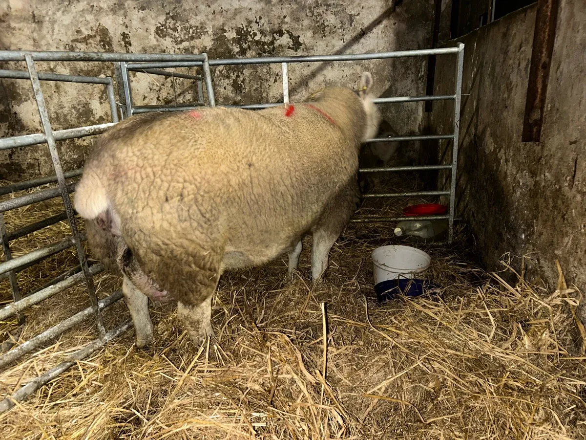 Foster ewe - Image 2