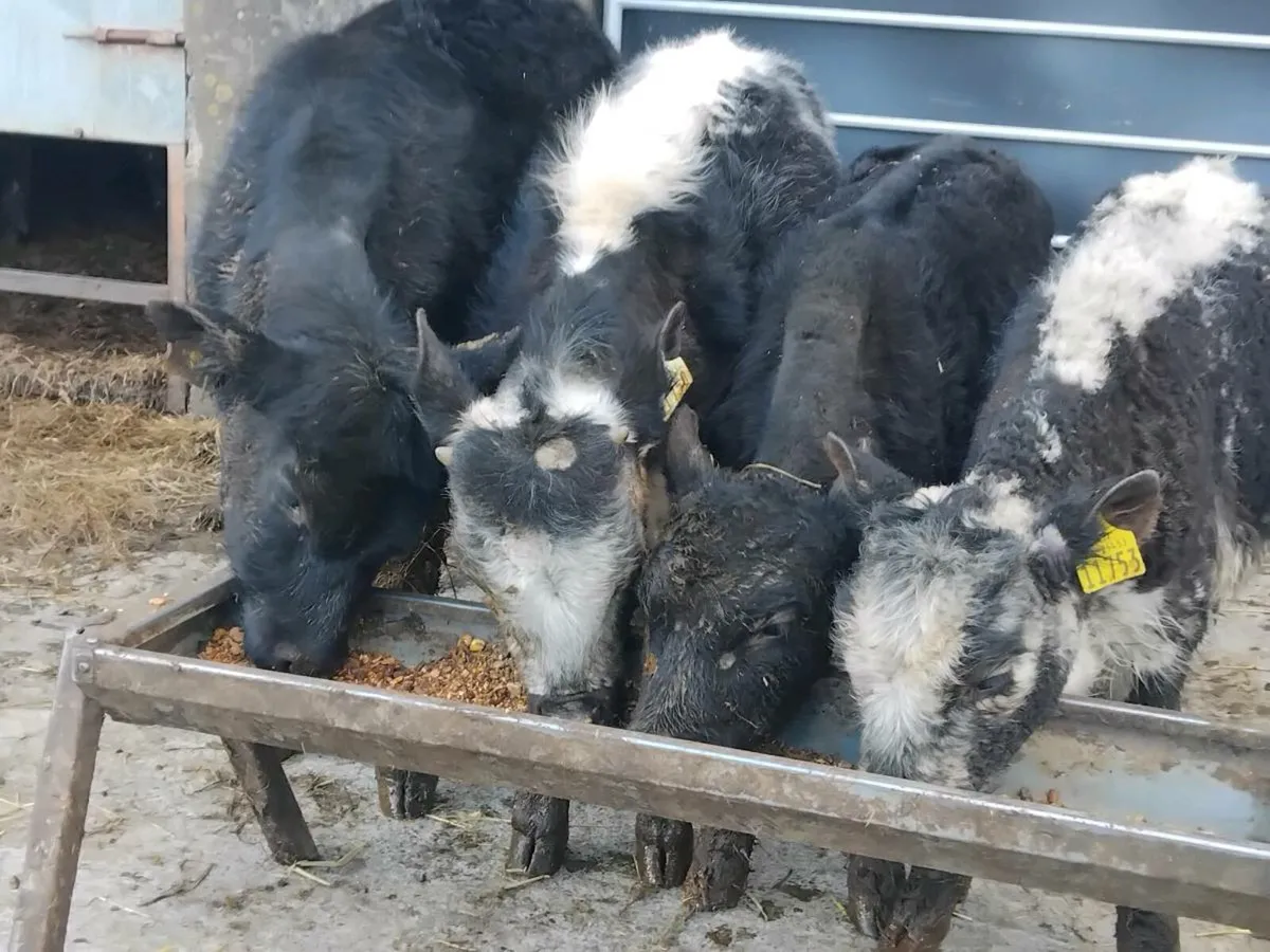 4 Weanling Bulls, - Image 2